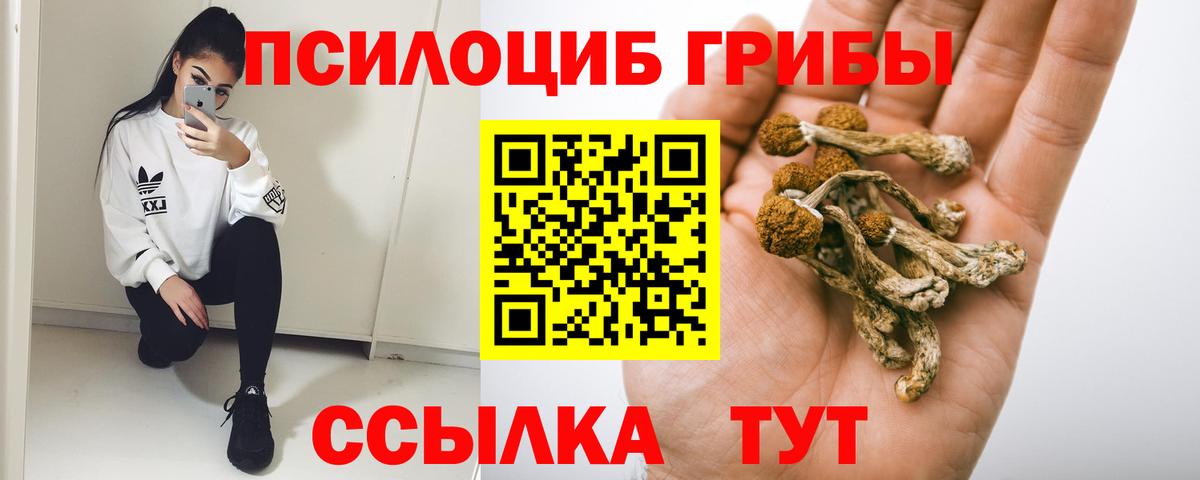 Баксан  Галлюциногенные грибы Psilocybine cubensis  Галлюциногенные грибы Psilocybine cubensis  Вход с VPN 